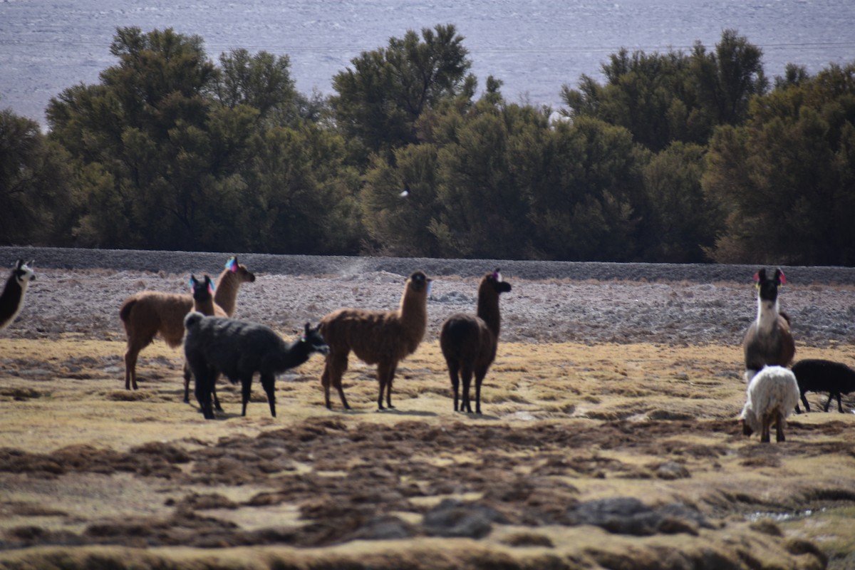 Animals - ML638930498