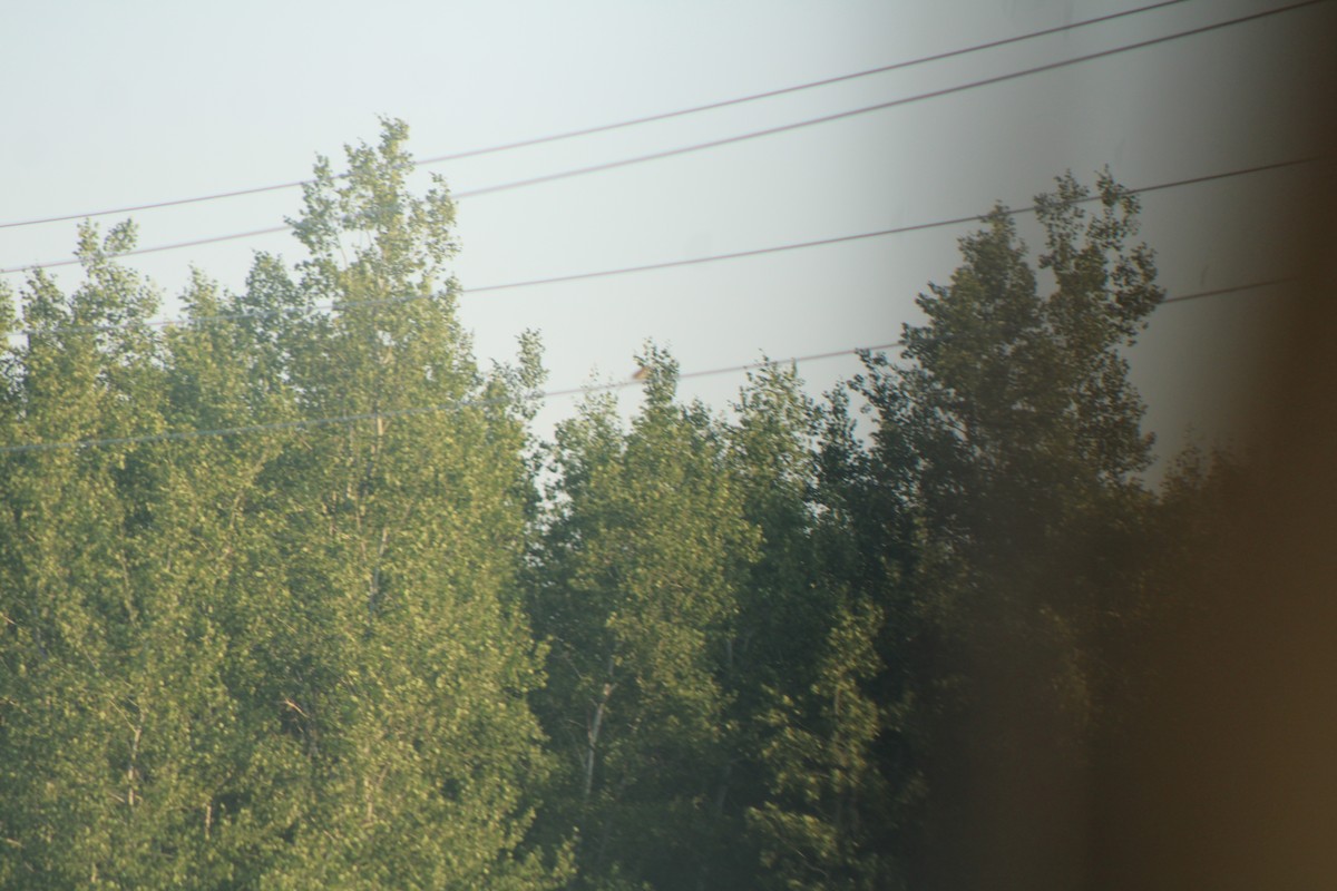 LeConte's Sparrow - ML638930514