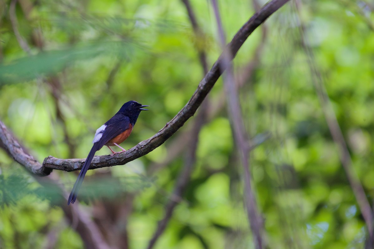 White-rumped Shama - ML638930515