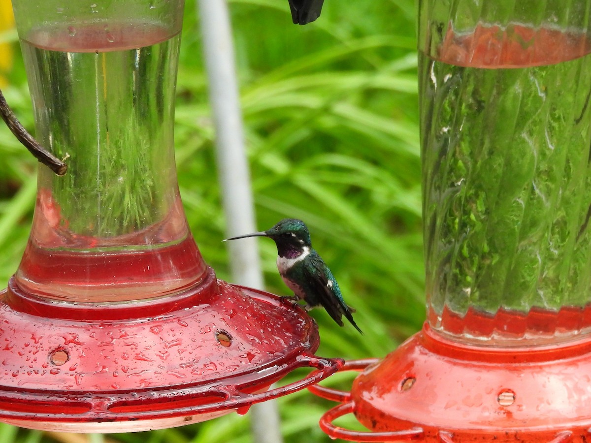White-bellied Woodstar - ML638930517