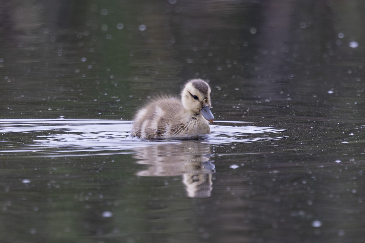 Gadwall - ML638930536
