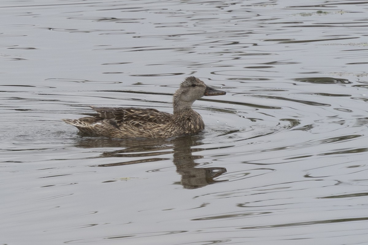 Gadwall - ML638930537