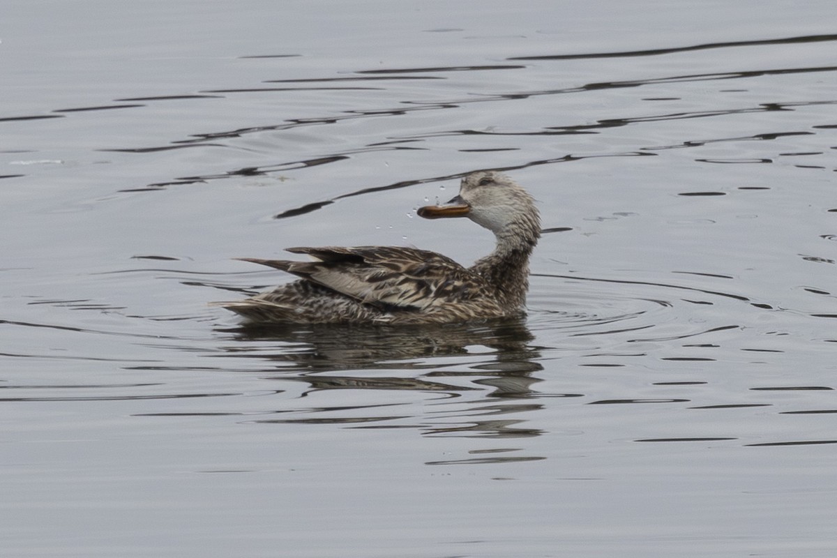 Gadwall - ML638930538