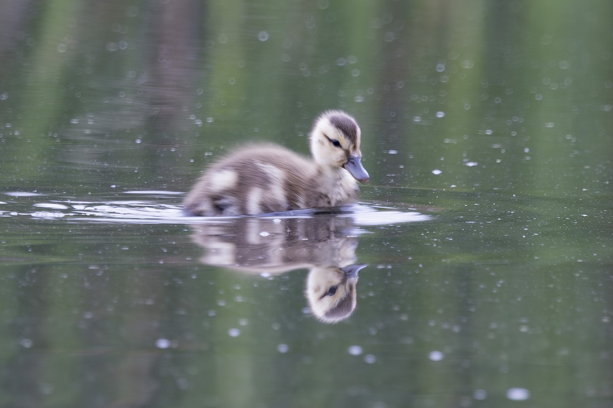Gadwall - ML638930539