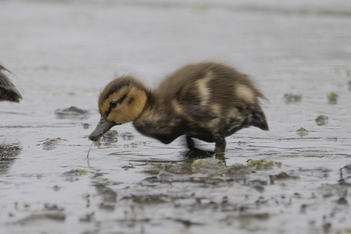 Gadwall - ML638930540