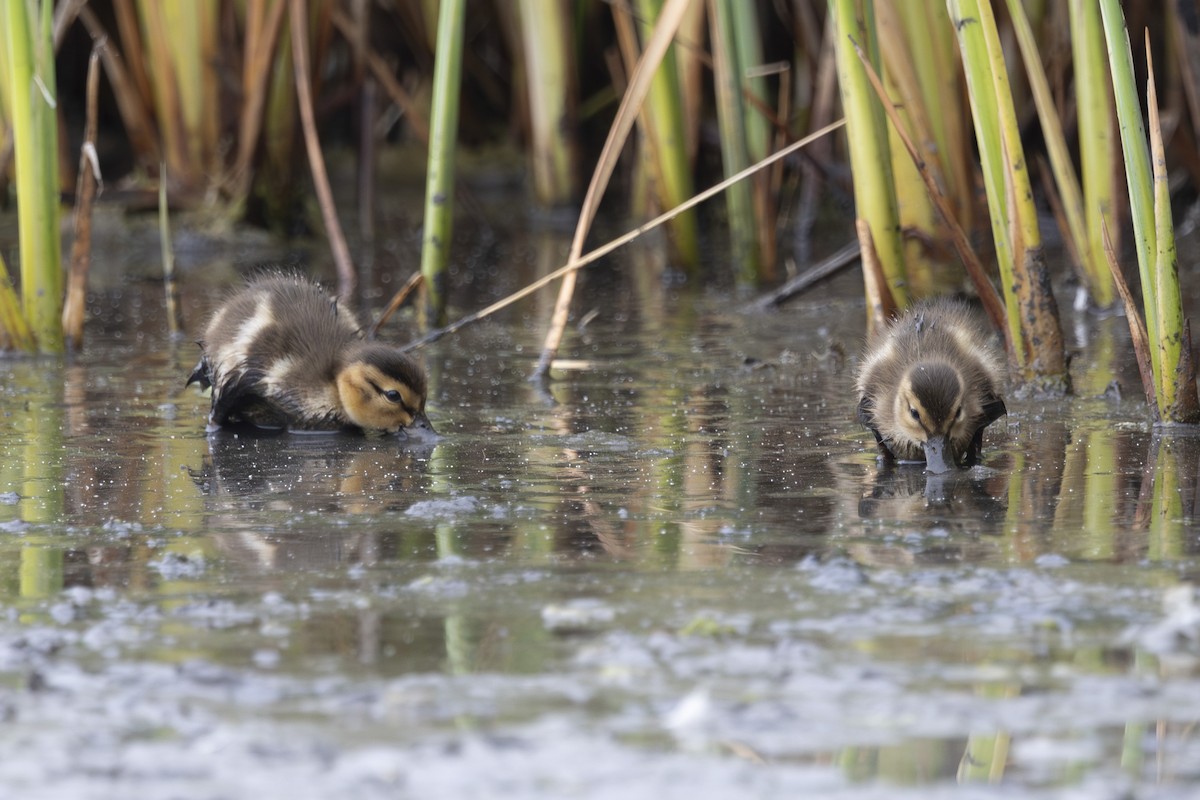 Gadwall - ML638930542