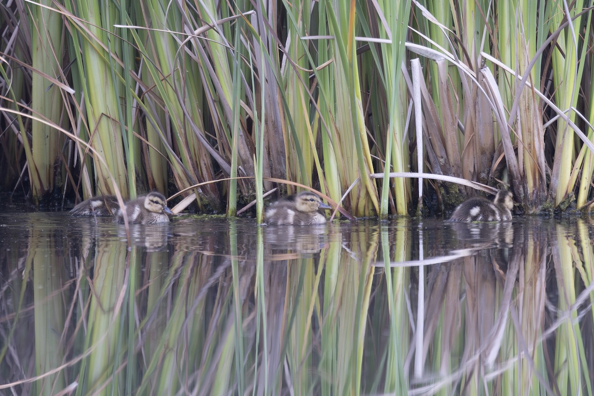 Gadwall - ML638930543