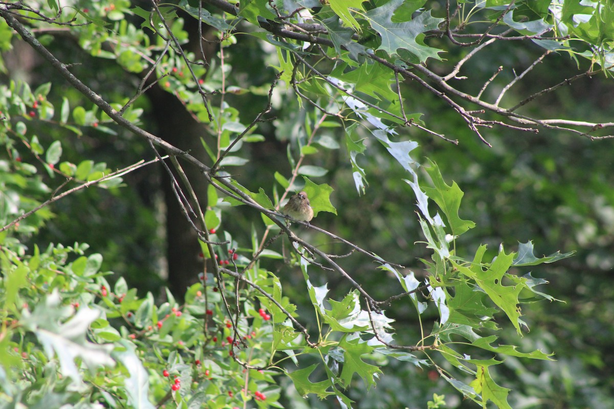 גיבתונית כחולה - ML638930544