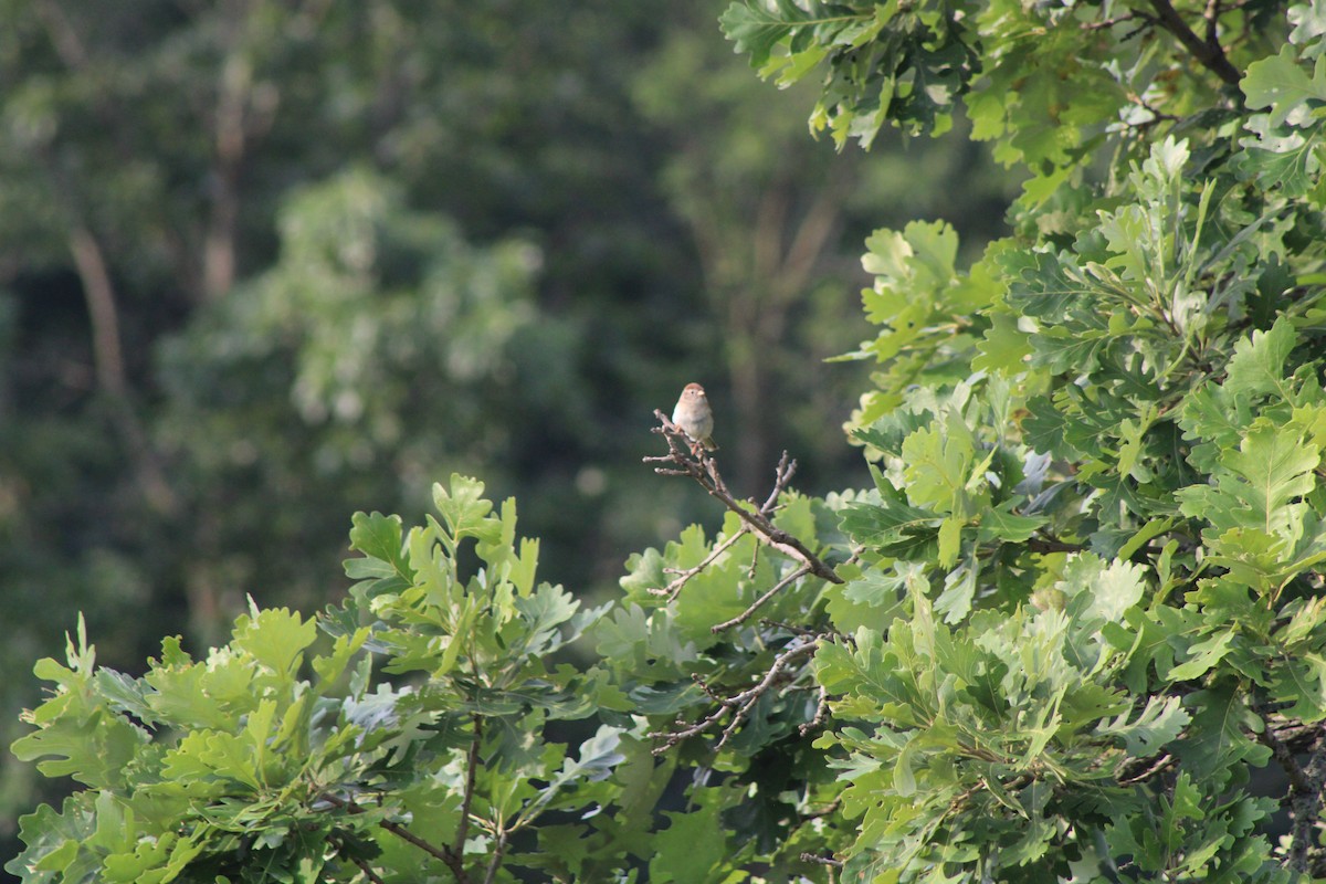 Field Sparrow - ML638930545