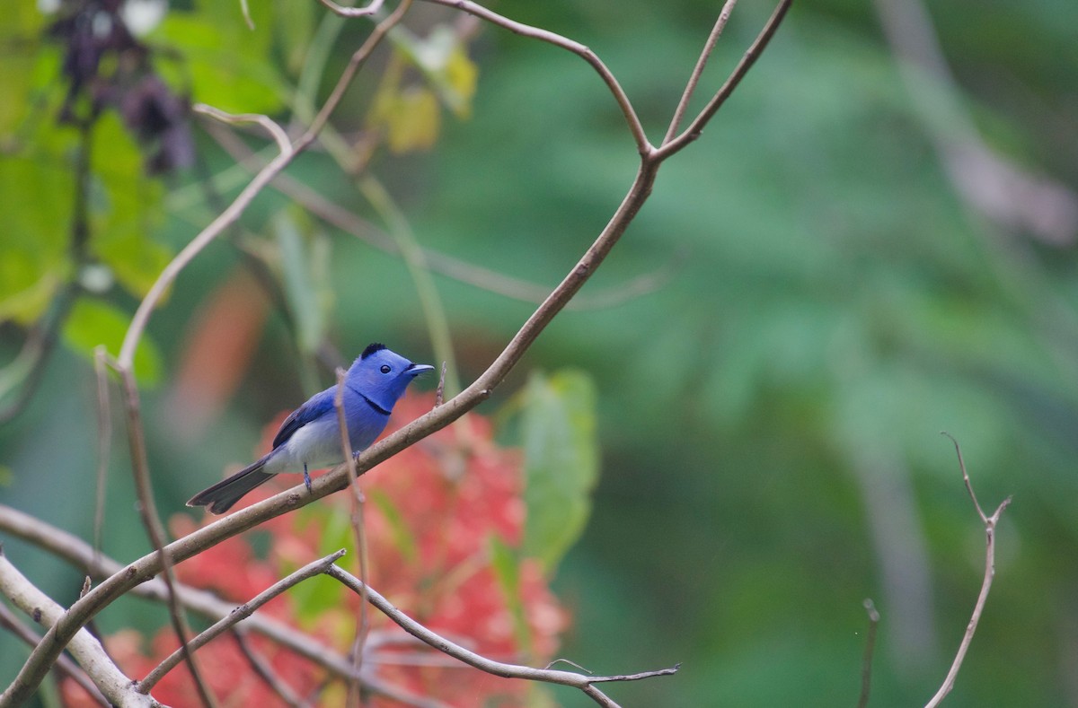 Black-naped Monarch - ML638930571