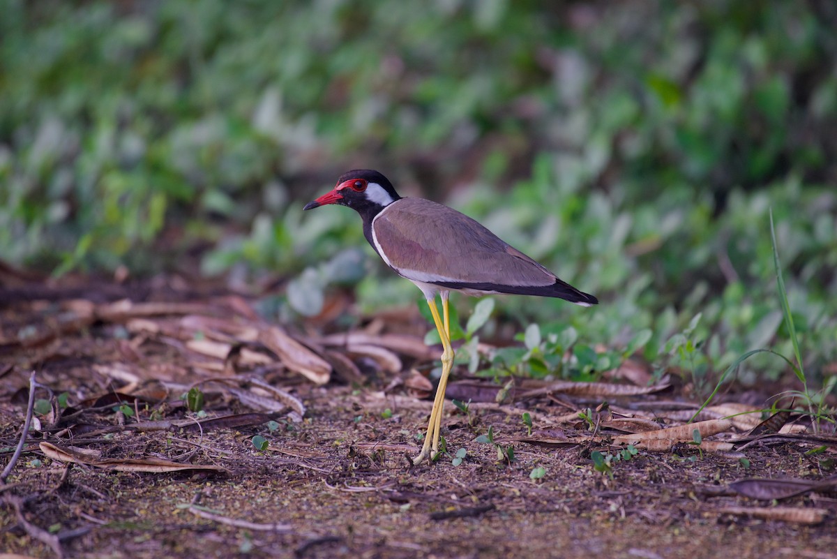 Red-wattled Lapwing (Black-necked) - ML638930576