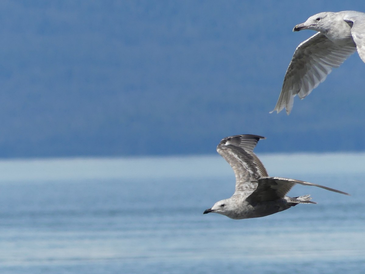 gull sp. - ML638930597