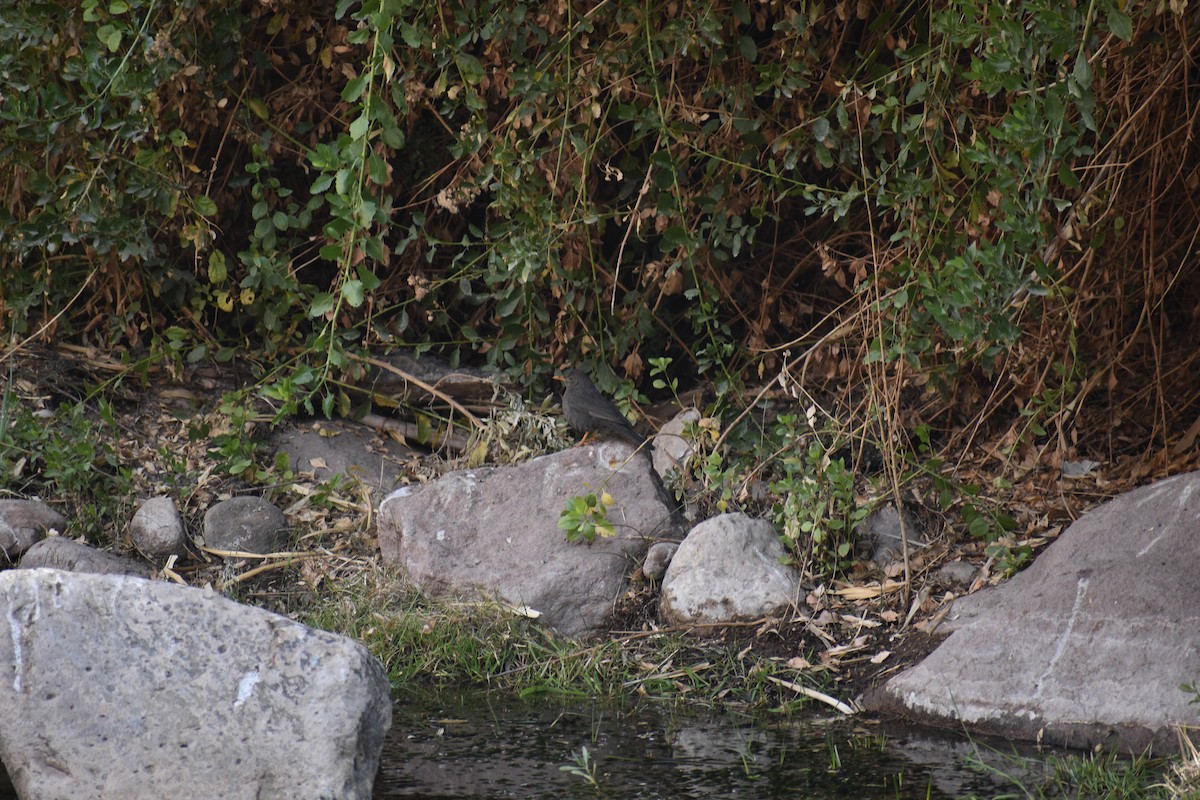 Chiguanco Thrush - ML638930604