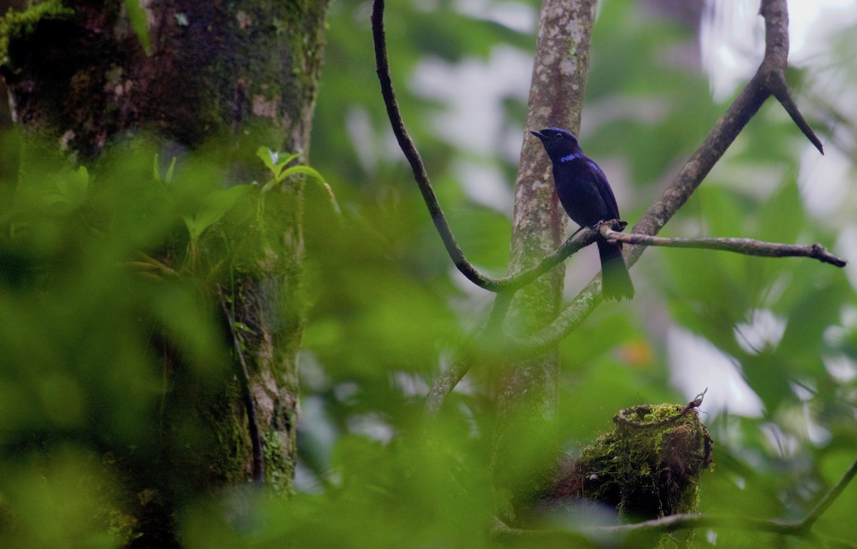 Large Niltava - ML638930629