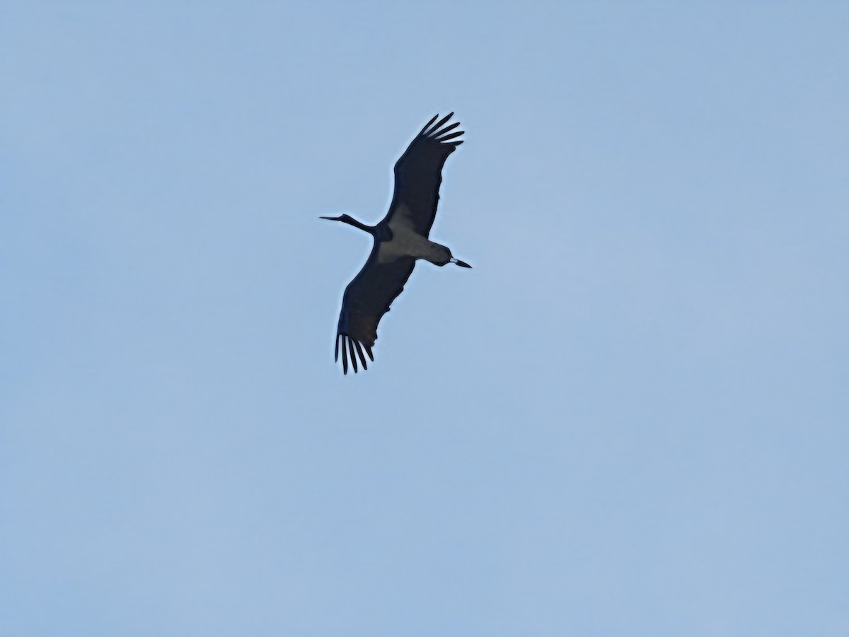 svartstork - ML638930634