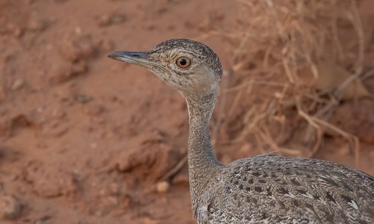 Buff-crested Bustard - ML638930655