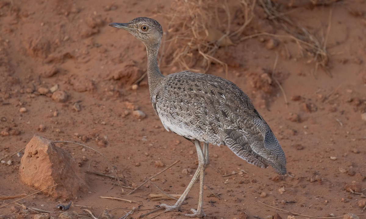Buff-crested Bustard - ML638930656