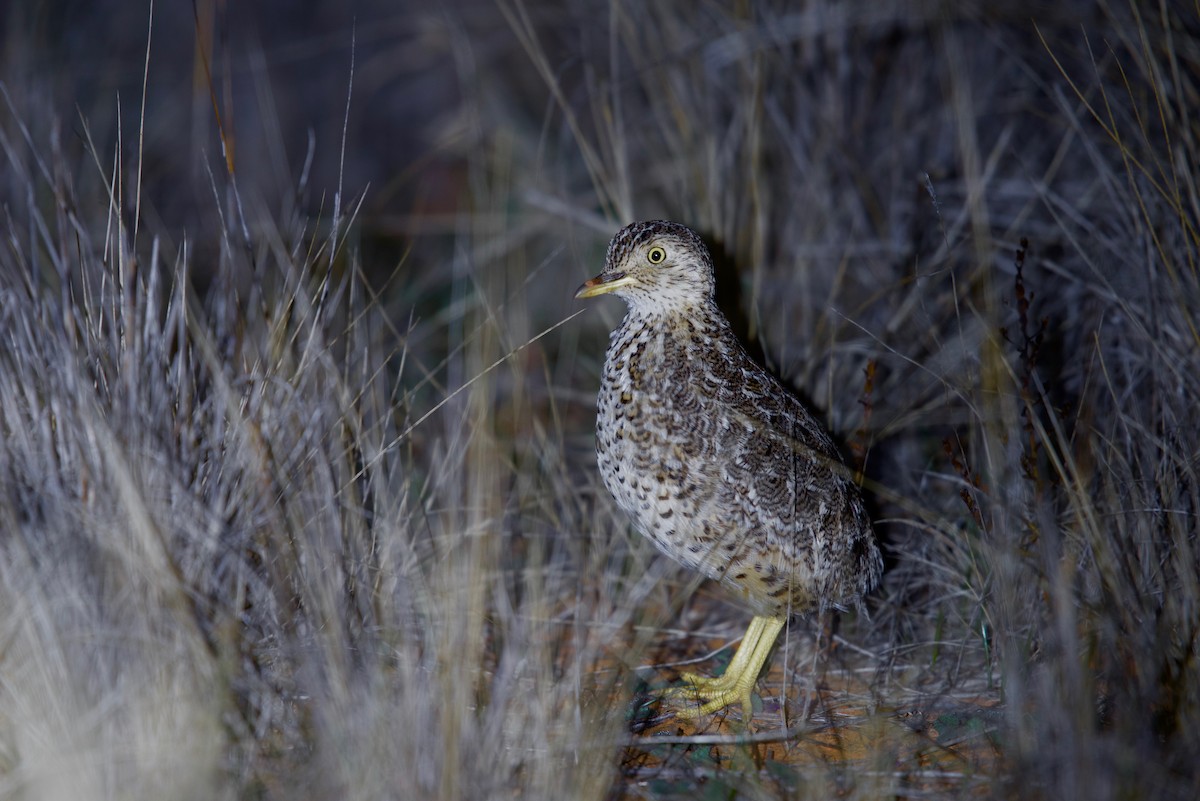 Plains-wanderer - ML638930681