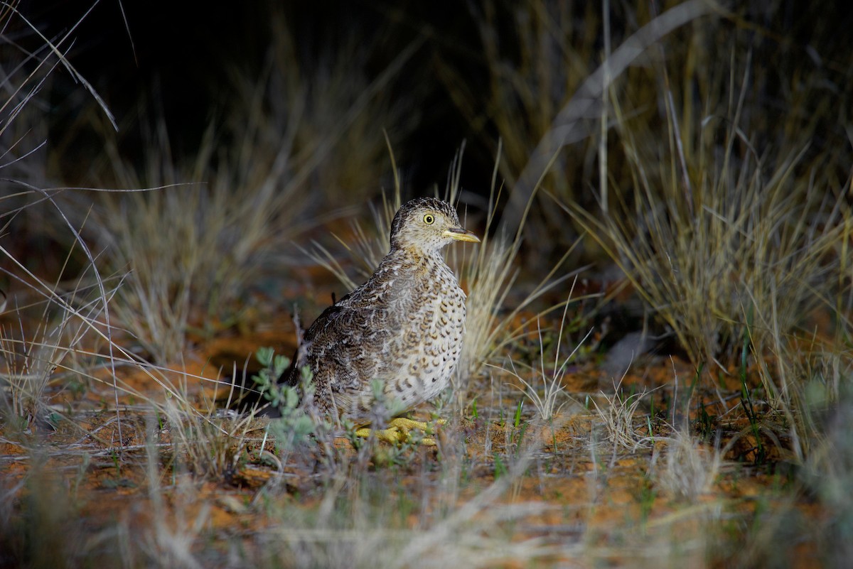 Plains-wanderer - ML638930682