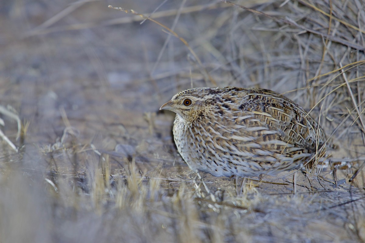 Stubble Quail - ML638930688