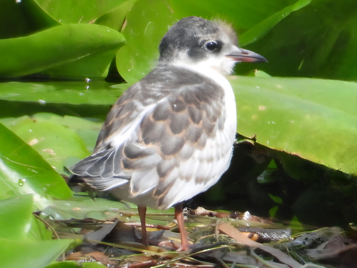 Whiskered Tern - ML638930742