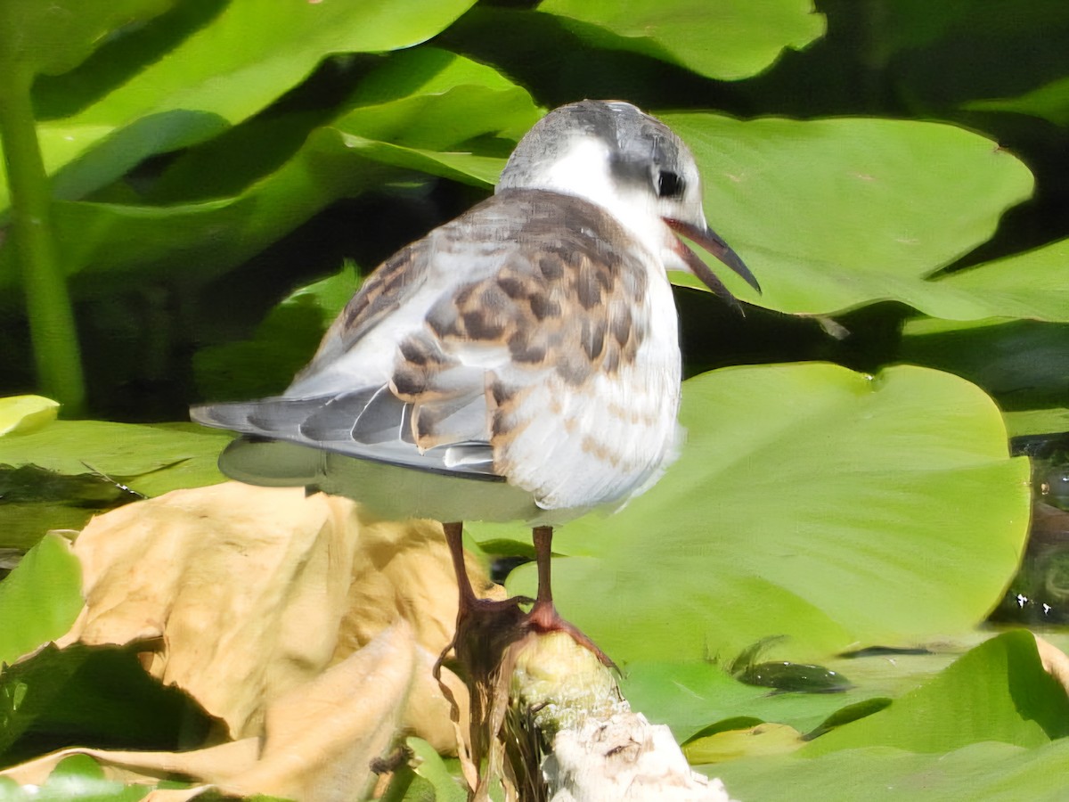 Whiskered Tern - ML638930743