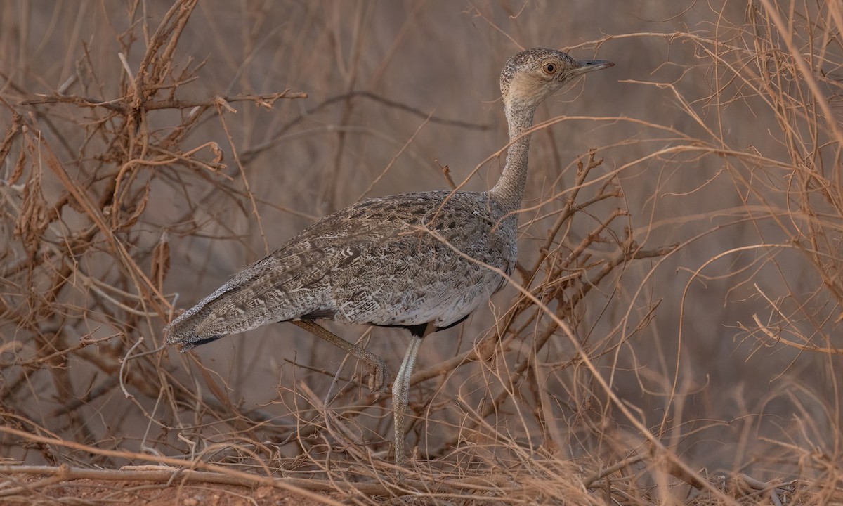 Buff-crested Bustard - ML638930747