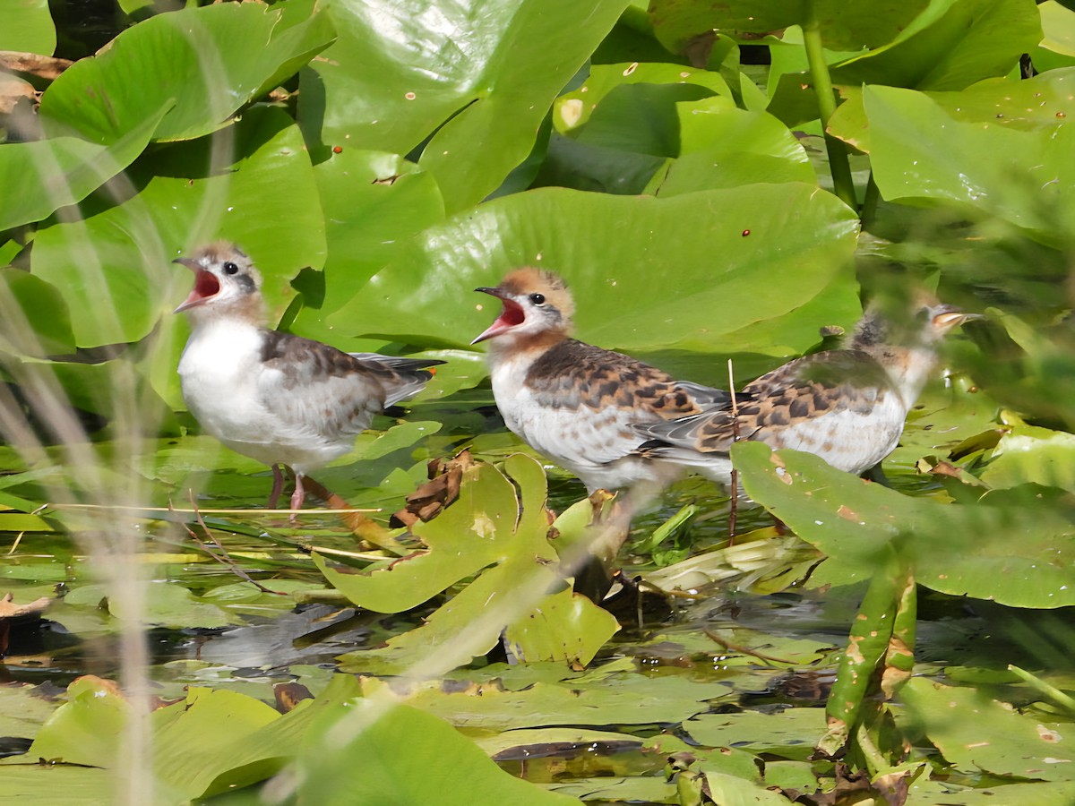 Whiskered Tern - ML638930748