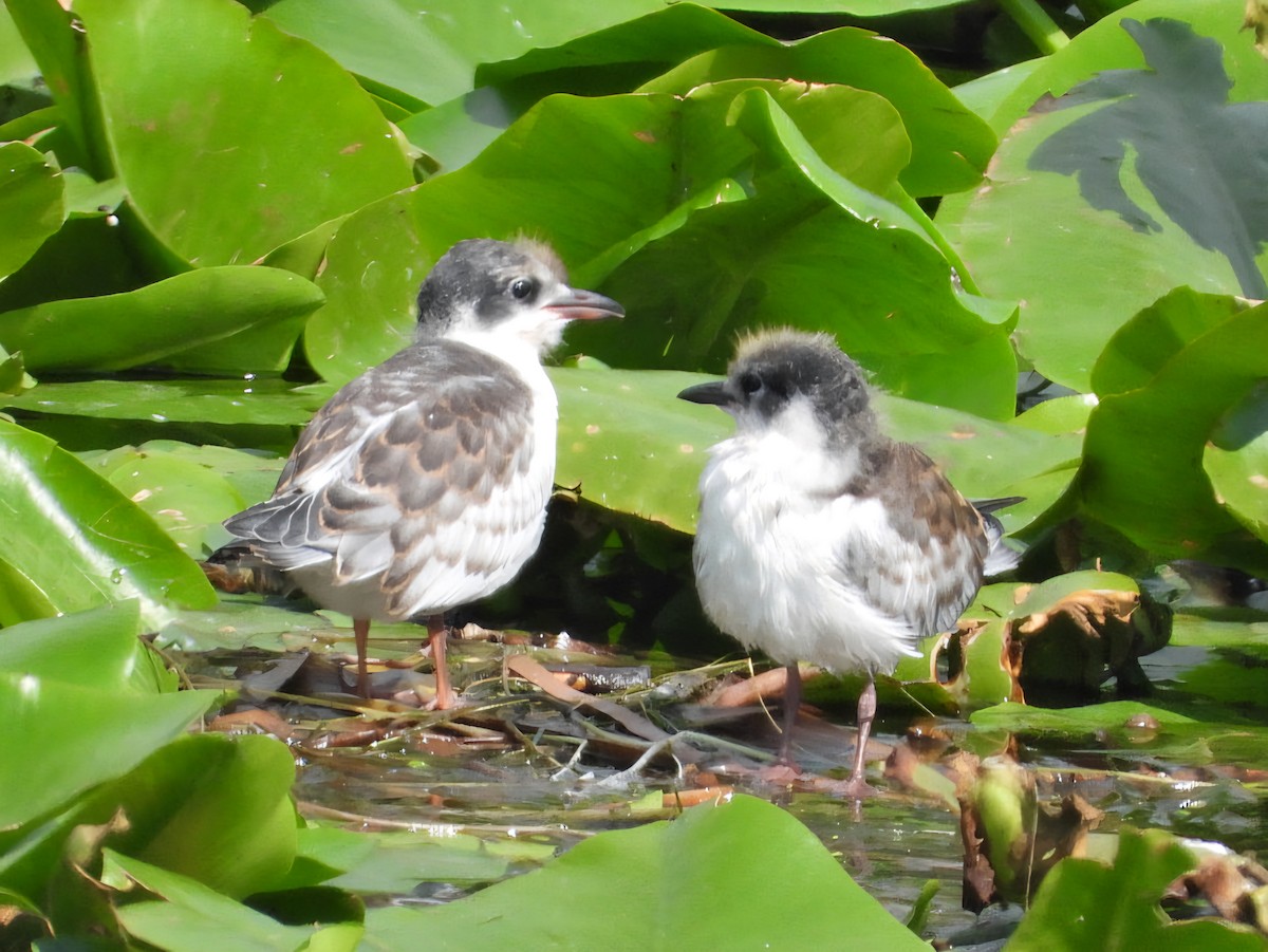 Whiskered Tern - ML638930749