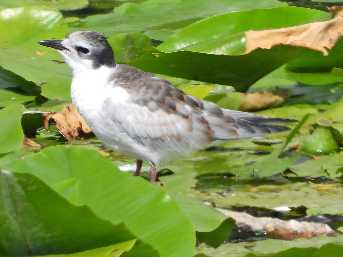 Whiskered Tern - ML638930751