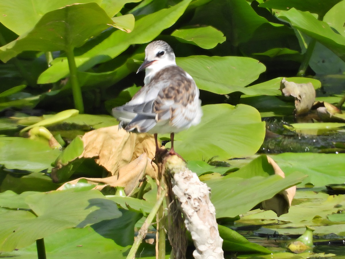 Whiskered Tern - ML638930755