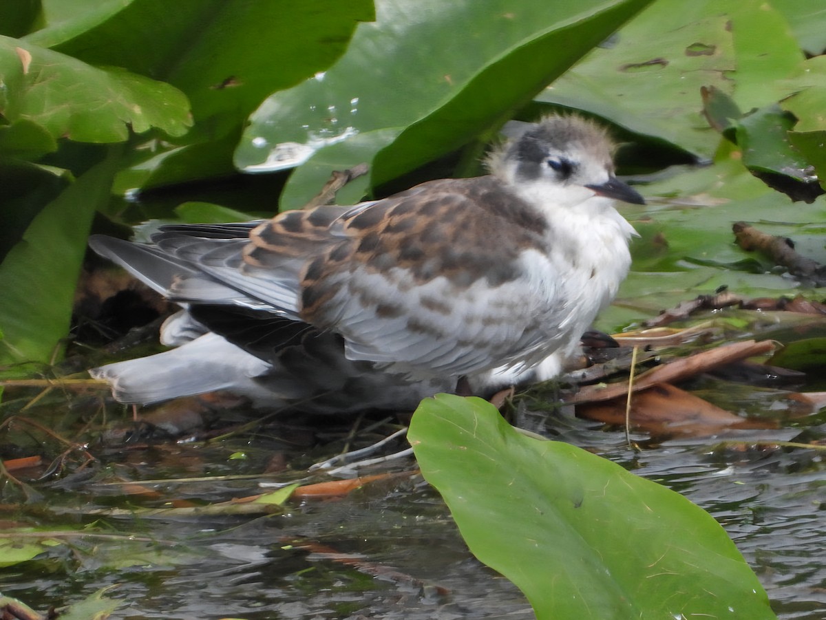 Whiskered Tern - ML638930763
