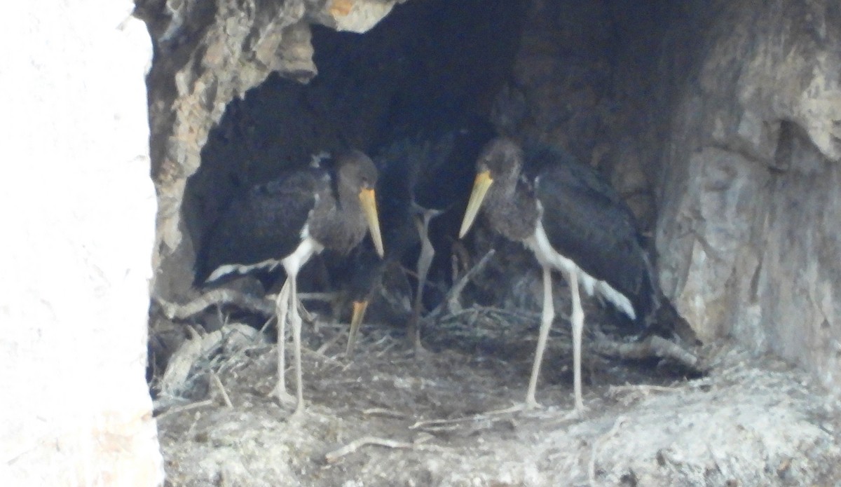 svartstork - ML638930768