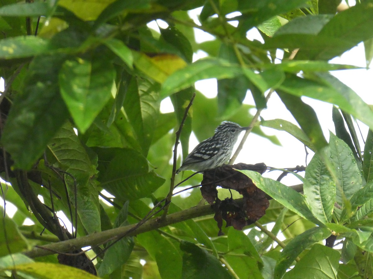 Amazonian Streaked-Antwren - ML638930778
