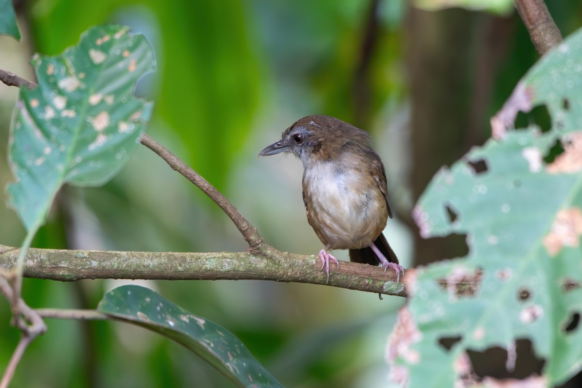 Abbott's Babbler - ML638930787