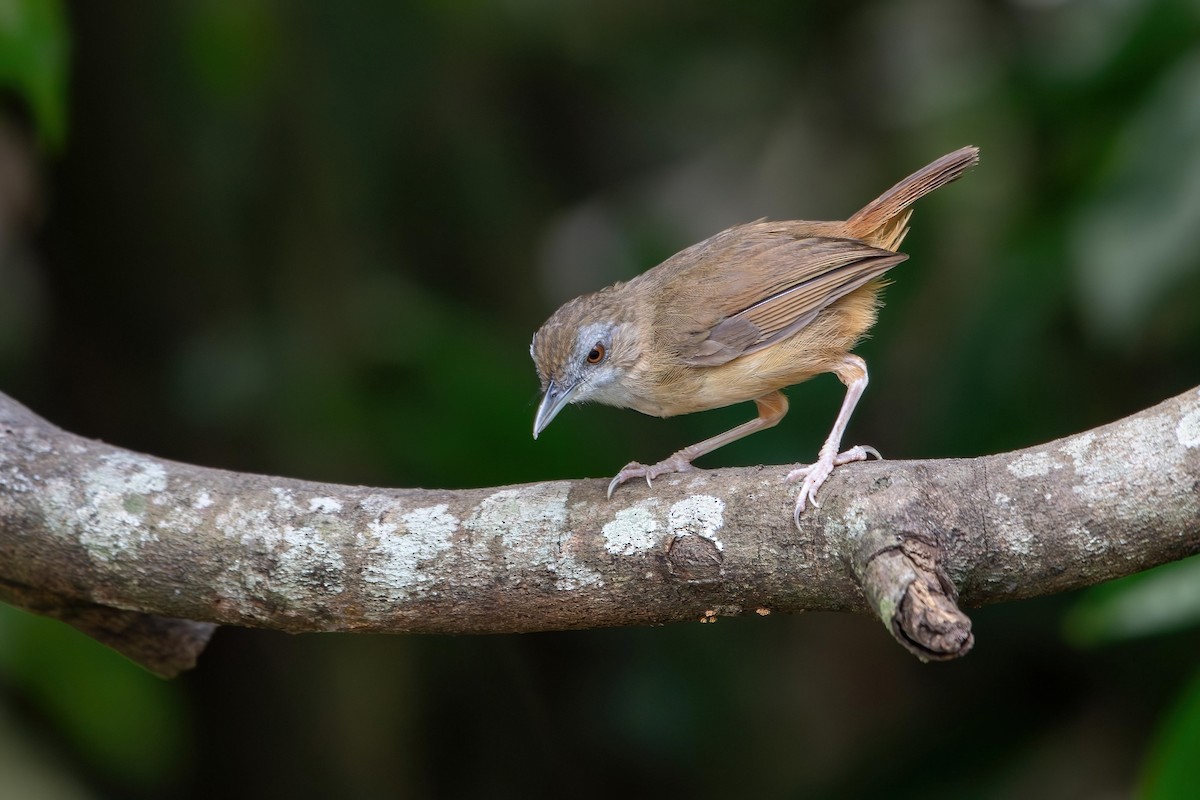 Abbott's Babbler - ML638930788