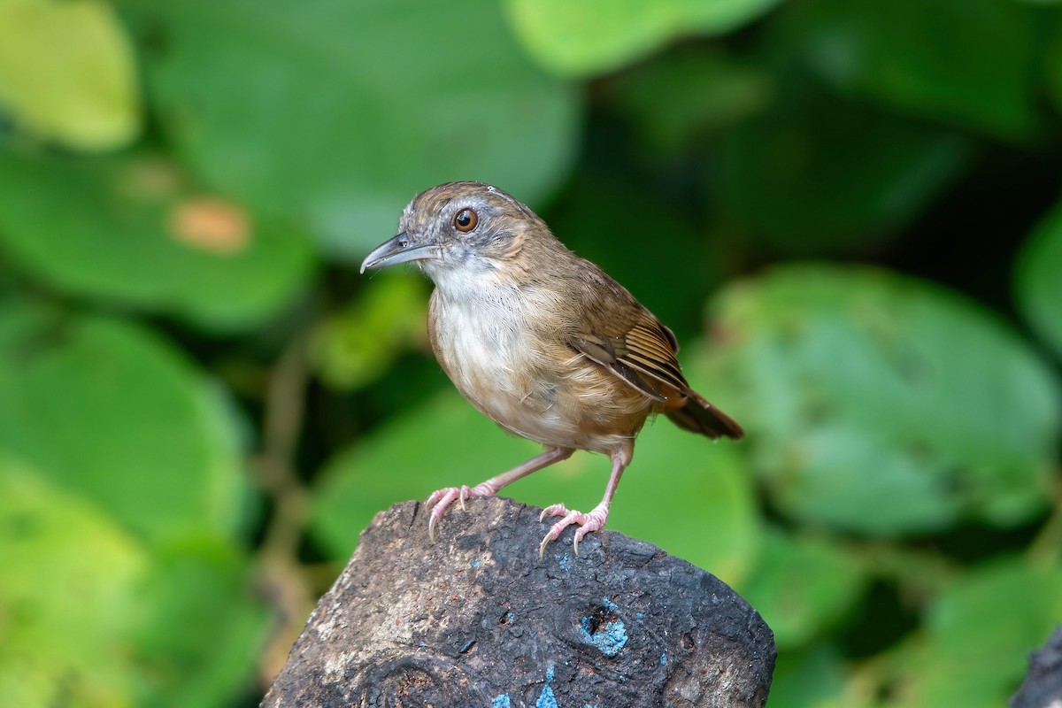 Abbott's Babbler - ML638930789