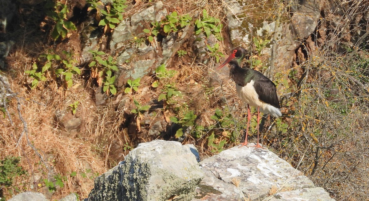 svartstork - ML638930791