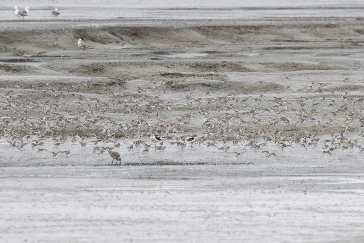 Alaska Kumkuşu - ML638930800