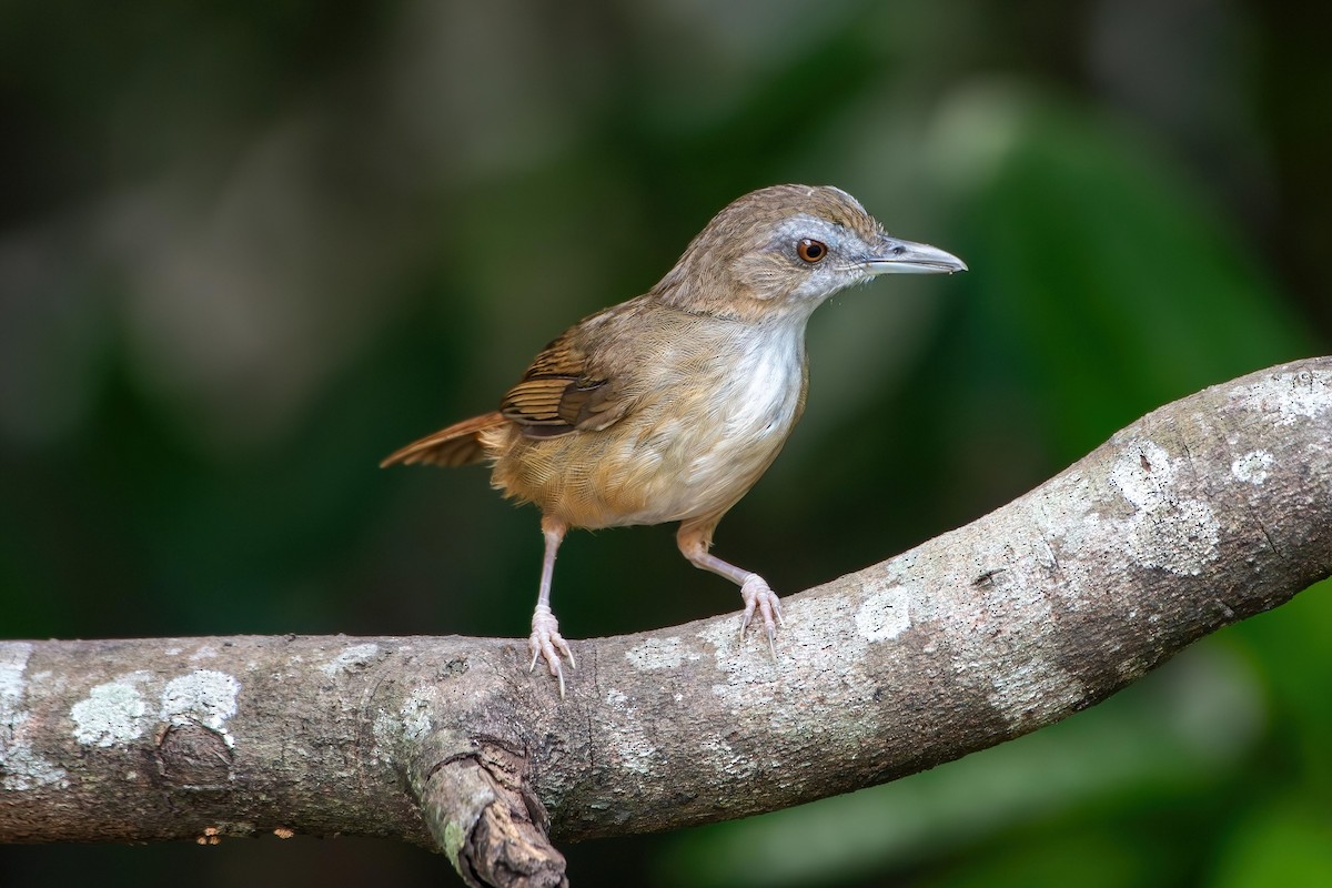Abbott's Babbler - ML638930802