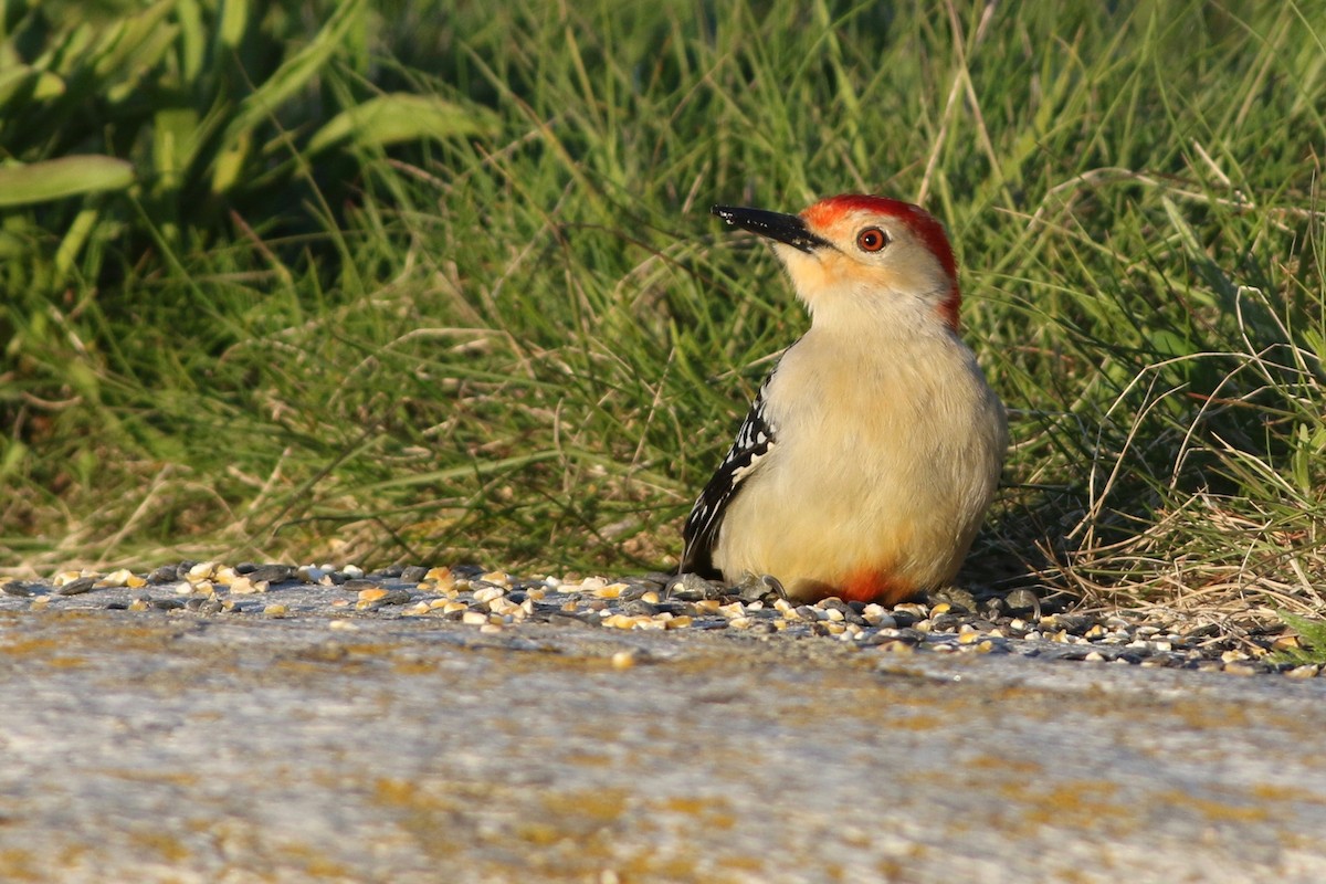 Red-bellied Woodpecker - Keenan Yakola