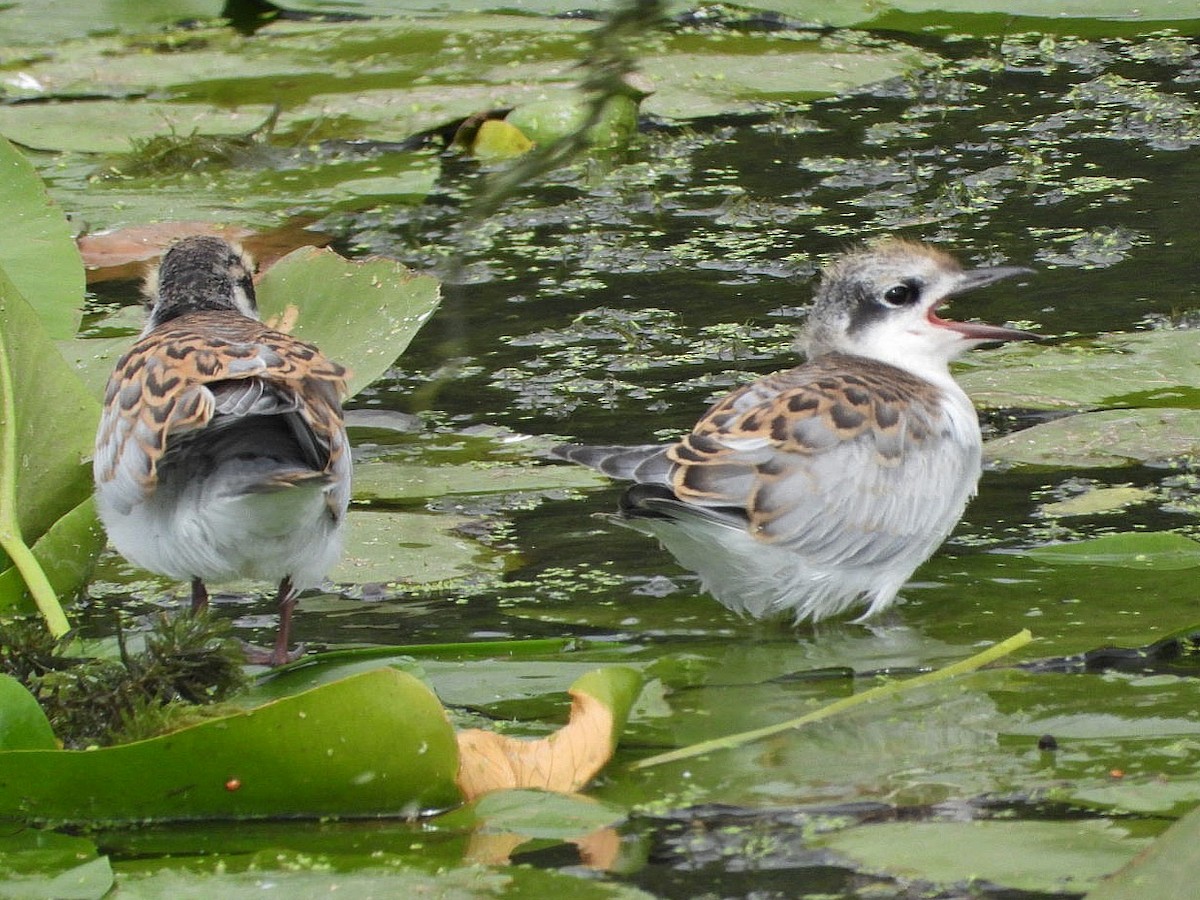 Whiskered Tern - ML638930830