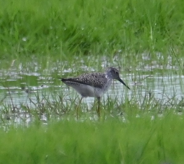 Lesser Yellowlegs - ML638930884