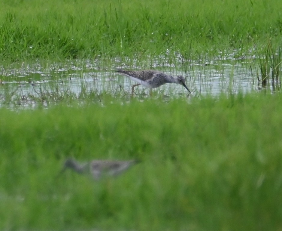 Lesser Yellowlegs - ML638930885