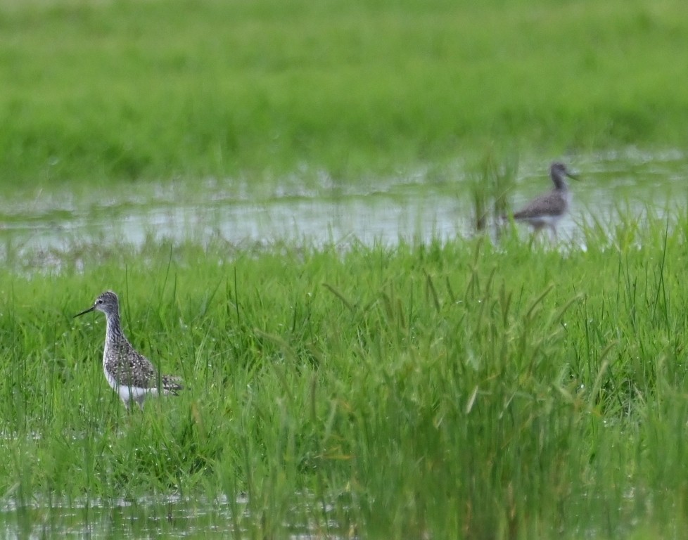 Lesser Yellowlegs - ML638930886