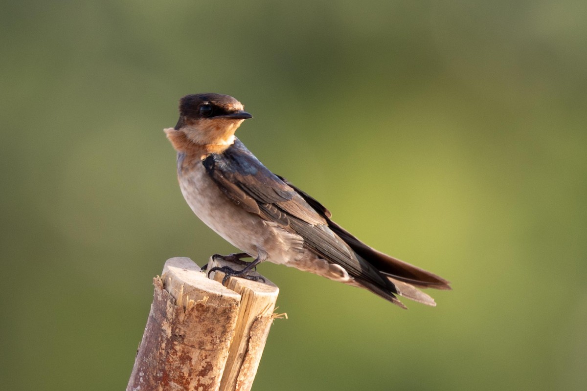 Pacific Swallow - ML638930946