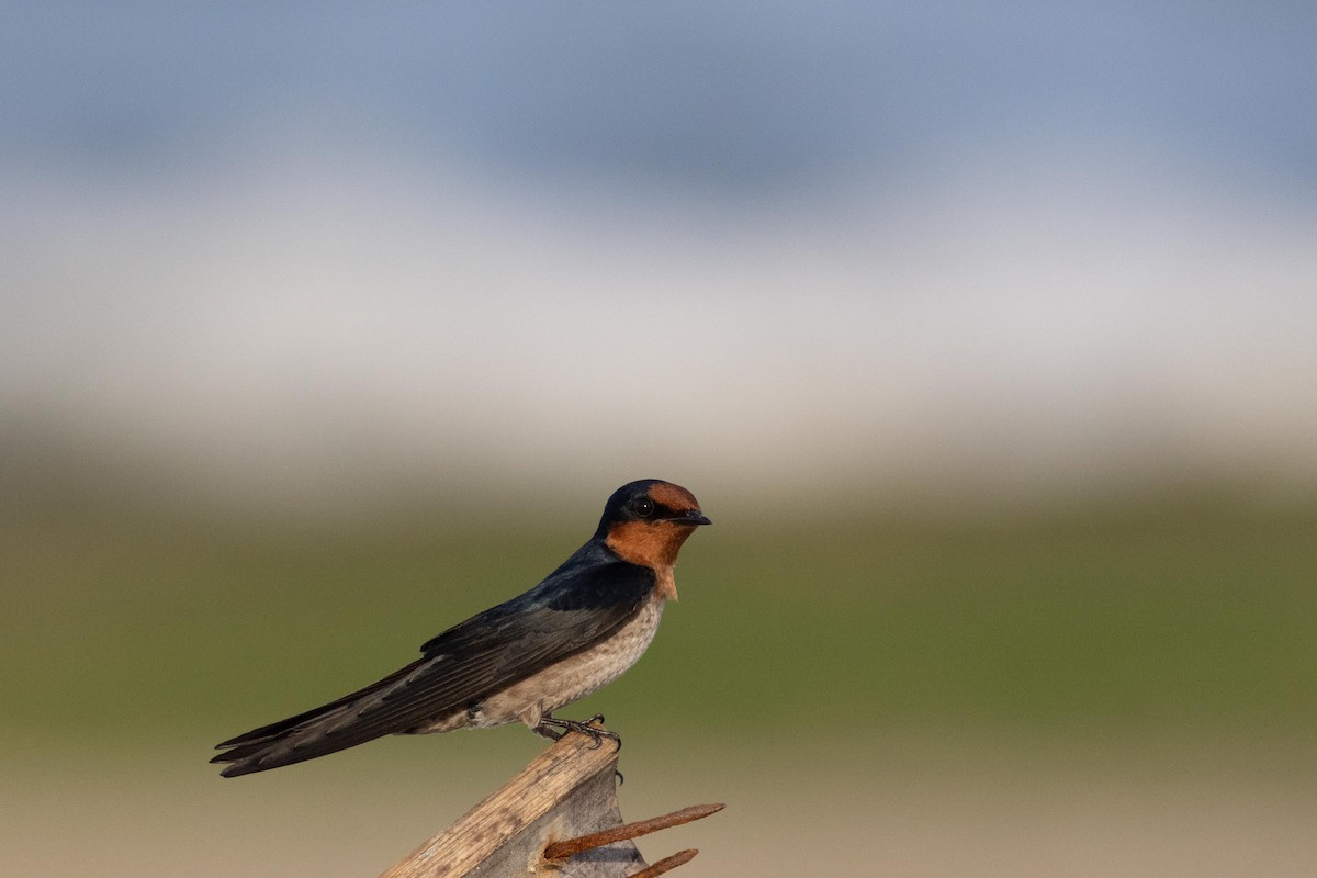 Pacific Swallow - ML638930948