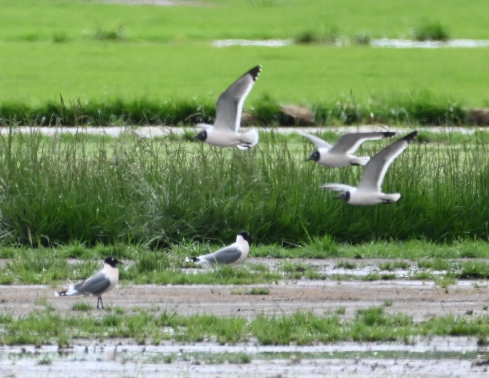 Franklin's Gull - ML638930983