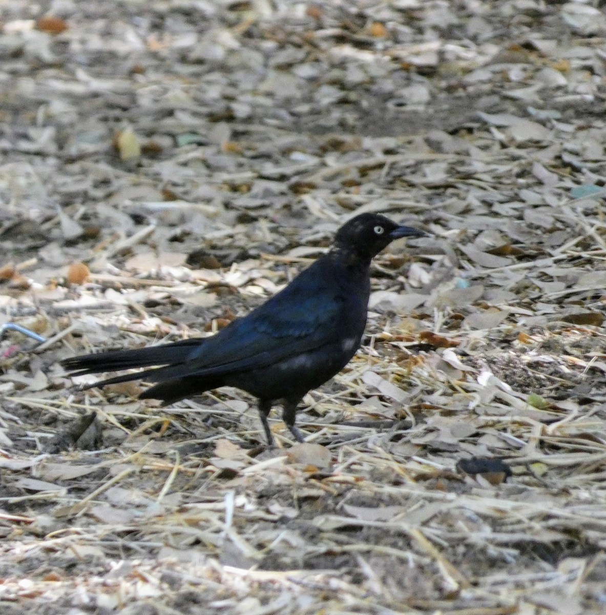 Brewer's Blackbird - ML638930986