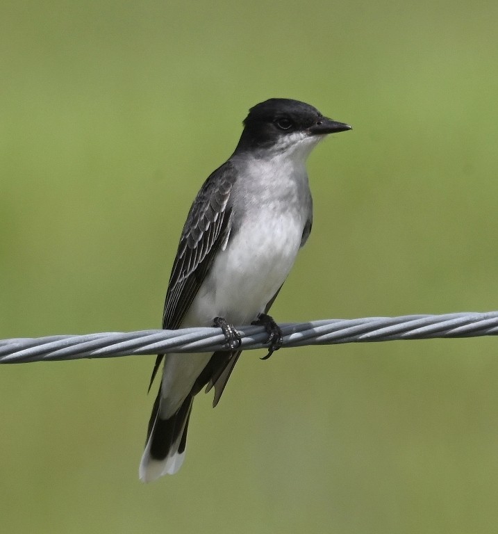 Eastern Kingbird - ML638930991